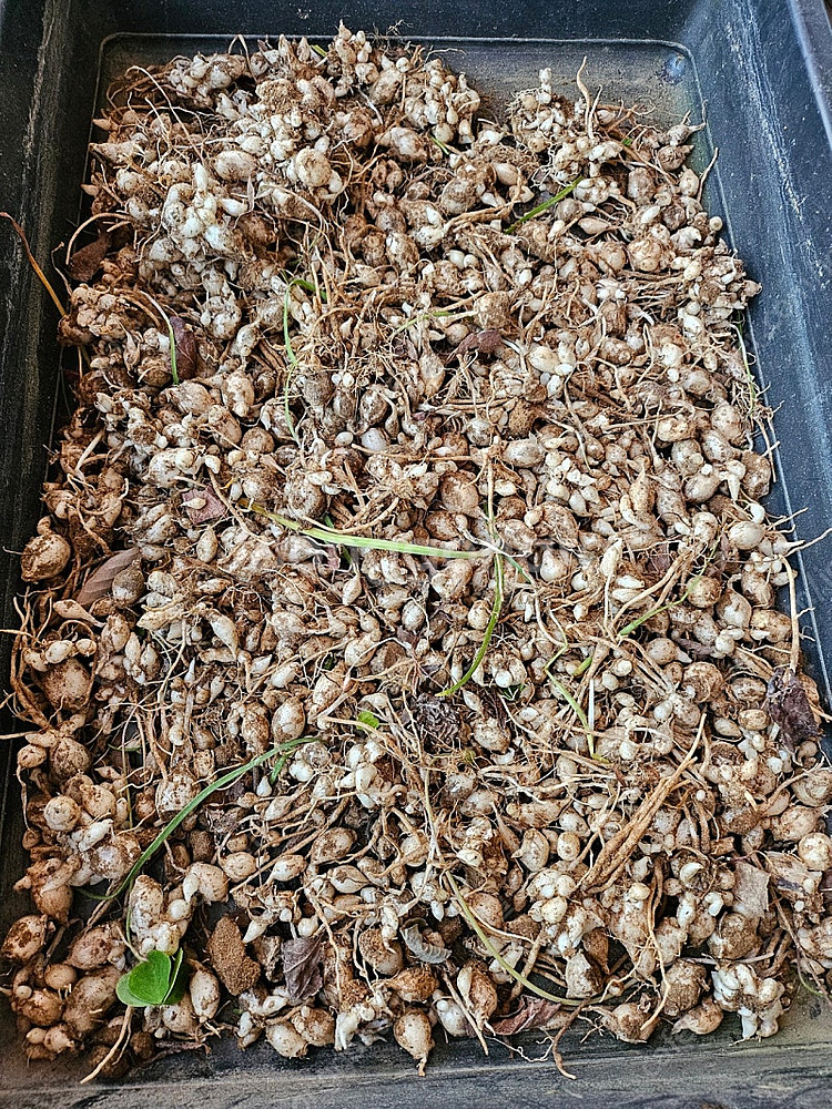 식물 향기별꽃--3